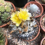 Alan Thomas - Copiapoa