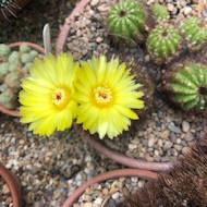 Alan Thomas - Notocactus magnificus