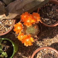 Alan Thomas - Rebutia