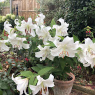 Alan Thomas - Lily 'Casa Blanca', bought at the Trading Hut.