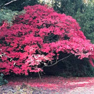 Alan Thomas - Savill Garden in October