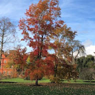 Alan Thomas - Kew Gardens in November