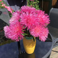 Barbara Betterton - vase of Asters