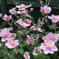 Barbara Betterton - Japanese anemones