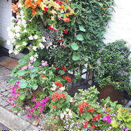 Chris Groom - hanging baskets at home.