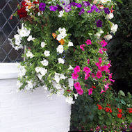 Chris Groom - hanging baskets at home.