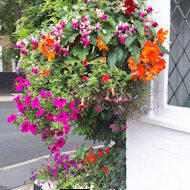 Chris Groom - hanging baskets at home.