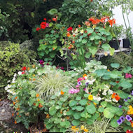 Chris Groom - hanging baskets at home.