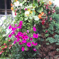 Chris Groom - hanging baskets at home.