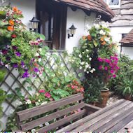 Chris Groom - hanging baskets at home.