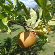 Friends of Eastcote House Gardens - apple Egremont Russett - Eastcote House Gardens Jubilee Orchard