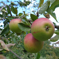 Friends of Eastcote House Gardens - apple Ellison's Orange - Eastcote House Gardens Jubilee Orchard