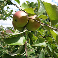 Friends of Eastcote House Gardens - apple Lord Lambourne - Eastcote House Gardens Jubilee Orchard