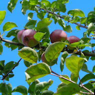 Friends of Eastcote House Gardens - apple Spartan - Eastcote House Gardens Jubilee Orchard