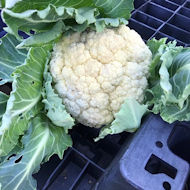 Jim McDougall - cauliflower