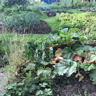 Jim McDougall - onions, shallots & potatoes from the trading hut