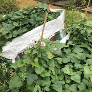 Jim McDougall - sweet potatoes in one ton bags