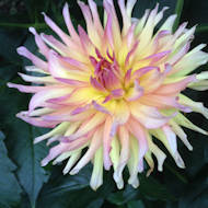 John Field - Dahlia 'Sylvia'