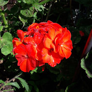 Mary Evans - Geranium from the garden