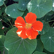 Mary Evans - Nasturtium from the garden