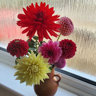 Maureen Pidgeon - vase of Dahlias.