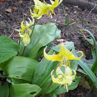 Penny Rutherford - erythronium