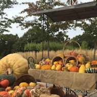 Sue Alexander - visiting RHS Wisley in October.