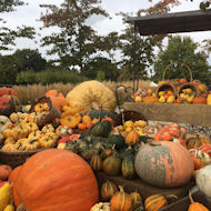 Sue Alexander - visiting RHS Wisley in October.