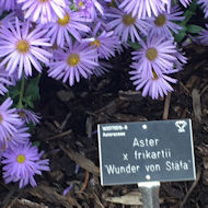 Sue Alexander - visiting RHS Wisley in October.