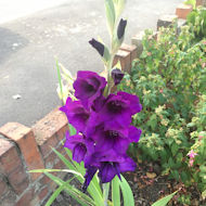 Sue Alexander - Gladiolus bulb purchased at the Trading Hut last Autumn.