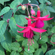 Sue Alexander - Fuchsia bushes planted by my mother more than 35 years ago.