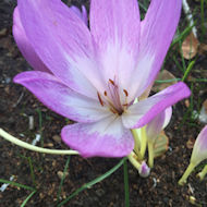 Sue Alexander - Colchicum