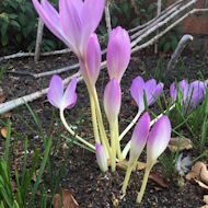 Sue Alexander - Colchicums