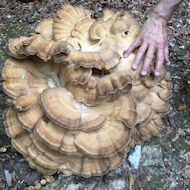 Sue Alexander - Turkey tail fungus (Trametes versicolor) found in Berkshire wood.