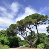 Alan Thomas - Royal Botanic Gardens, Kew