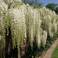 Geoff Smith - Wisteria at Sissinghurst