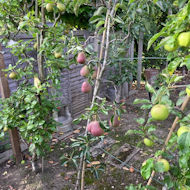 Gerry Edwards - the orchard in my garden