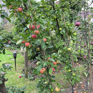 Gerry Edwards - the orchard in my garden