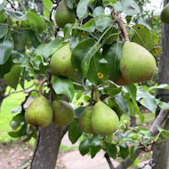 Gerry Edwards - the orchard in my garden