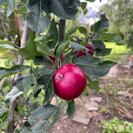 Gerry Edwards - the orchard in my garden