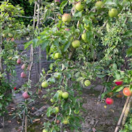 Gerry Edwards - the orchard in my garden