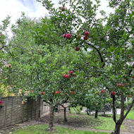 Gerry Edwards - the orchard in my garden