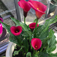 Leslie Dearlove - Zantedeschia in my garden