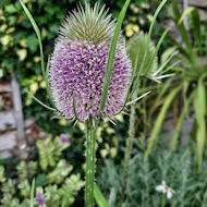 Mary Evans - wild teasels in my garden