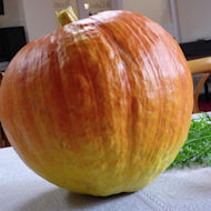 Barry, St Vincent's Nursing Home, Pumpkin 15lbs in weight.