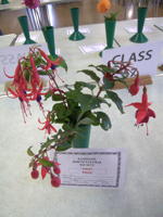 EHS Autumn Show 2025