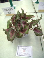 EHS Autumn Show 2025
