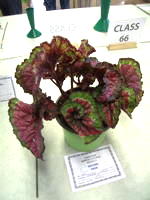 EHS Autumn Show 2025