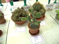 EHS Autumn Show 2025