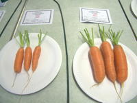 EHS Autumn Show 2025